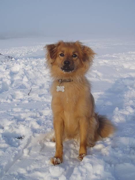 Blanding af racer Mille - Sne er det bedste i verden:-) billede 2