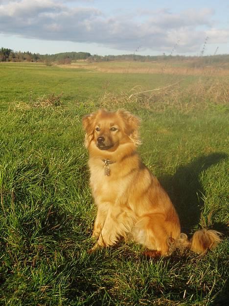 Blanding af racer Mille - Skønt med en tur i engen, åen og hestene på marken - det er bare lige mig :-) billede 3