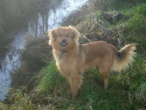 Blanding af racer Mille - Sidder lige og nyder udsigten over marken, hvor hestene går - jeg kunne nu godt tænke mig, at jage lidt med dem :-) billede 4