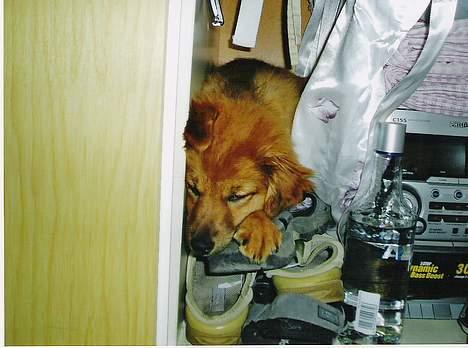 Blanding af racer Mille - Mille er gået til ro i mit klædeskab - måske hun skulle holde sig fra vodkaen en anden gang.. hi hi.. :-)   billede 5