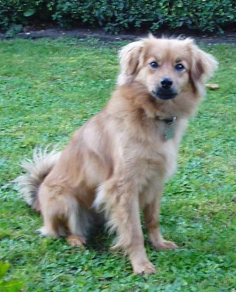 Blanding af racer Mille - Heej...! billede 6