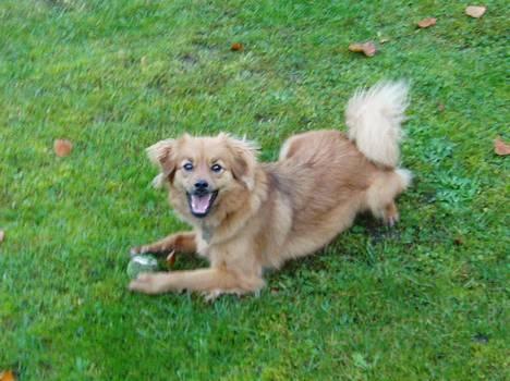 Blanding af racer Mille - Ska vi lege??? billede 7