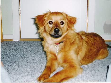 Blanding af racer Mille billede 8