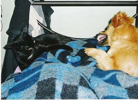 Blanding af racer Mille - Jeg "leger" lige lidt med min bedste ven hr. Misterkat alias Midde :-) billede 10