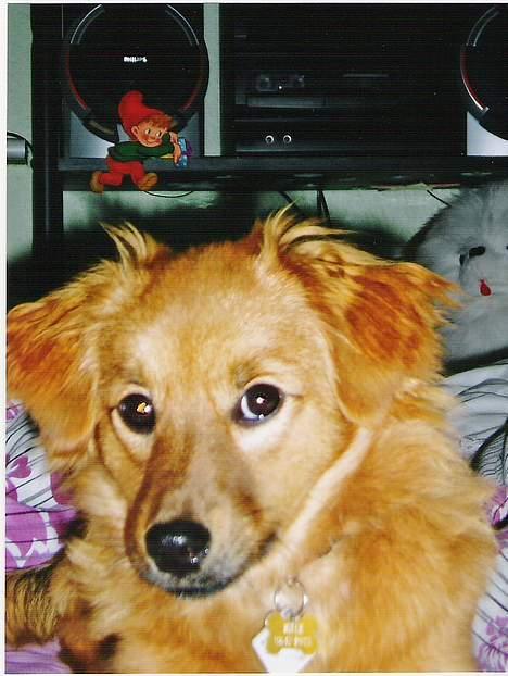 Blanding af racer Mille billede 11