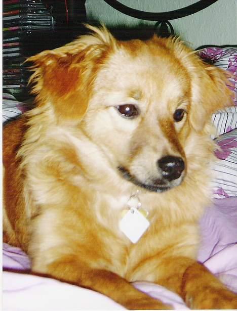 Blanding af racer Mille - Nej hvem er det der kommer der??? Min bedste ven hr. misterkat??? Han skal da drilles :-) billede 12