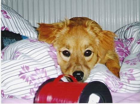 Blanding af racer Mille - Nej... hvor er jeg træt af det julegaveræs :-) billede 13