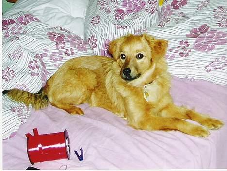 Blanding af racer Mille billede 14