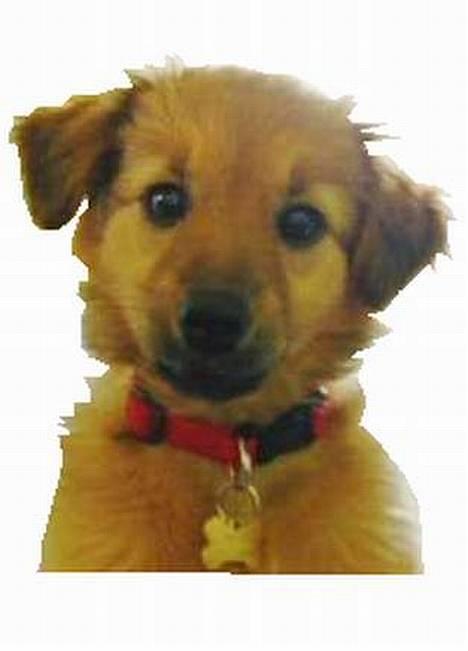 Blanding af racer Mille - The dog queen :-)  billede 15