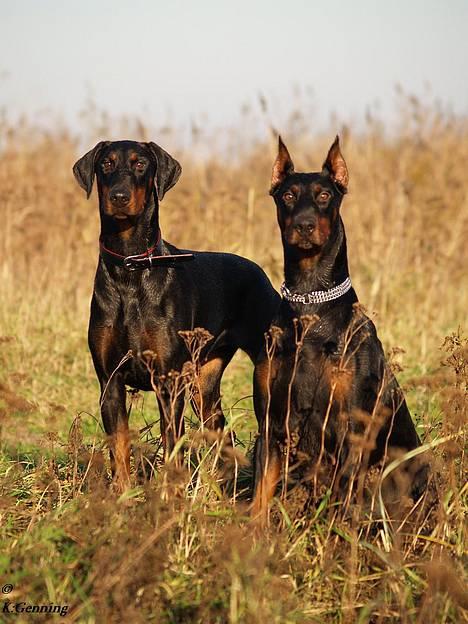 Dobermann Rocky-Dobi Deby R.I.P. - Mor og Datter 16/11-06 billede 10