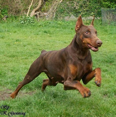Dobermann Carina Al-Bet R.I.P. -  Almost airborn.... billede 7
