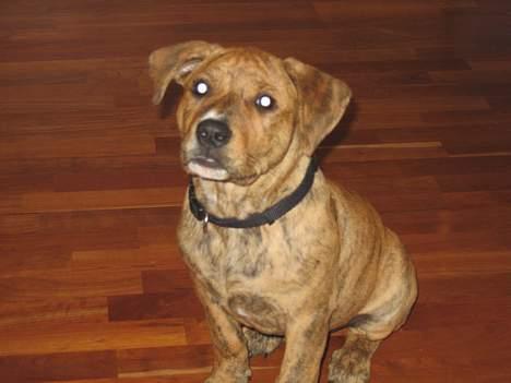 Amerikansk staffordshire terrier Tiarco - 13 uger gammel billede 3