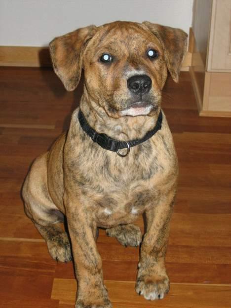 Amerikansk staffordshire terrier Tiarco - 13 uger gammel billede 4