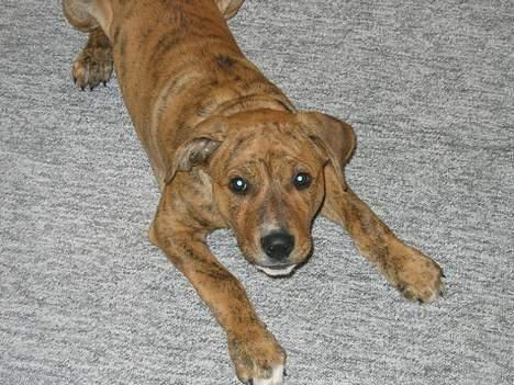 Amerikansk staffordshire terrier Tiarco - 13 uger gammel billede 5