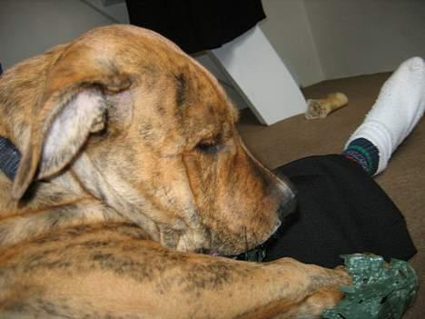 Amerikansk staffordshire terrier Tiarco - 13 uger gammel billede 6