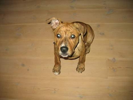 Amerikansk staffordshire terrier Tiarco - 16 uger gammel billede 7