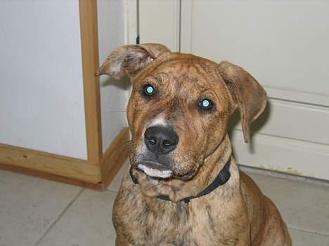 Amerikansk staffordshire terrier Tiarco - 16 uger gammel billede 8