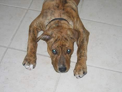 Amerikansk staffordshire terrier Tiarco - 16 uger gammel billede 9