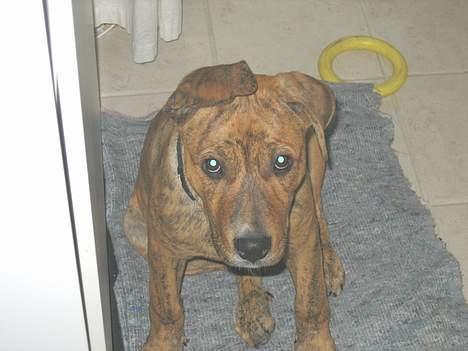 Amerikansk staffordshire terrier Tiarco - 16 uger gammel billede 10