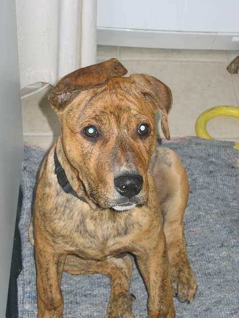 Amerikansk staffordshire terrier Tiarco - 16 uger gammel billede 11