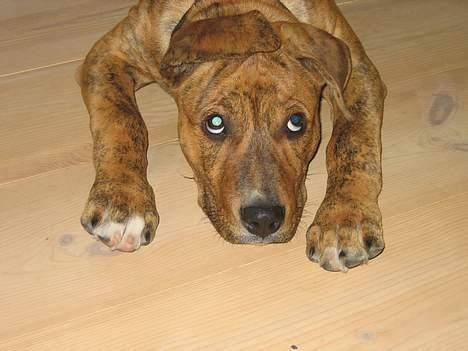 Amerikansk staffordshire terrier Tiarco - 16 uger gammel billede 12