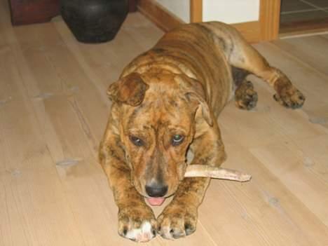 Amerikansk staffordshire terrier Tiarco - 16 uger gammel billede 13