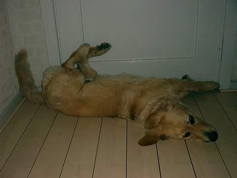 Hovawart Balder -  Balders foretrukne stilling ved hoveddøren... Jeg kunne bare ikke stå for det.. billede 11