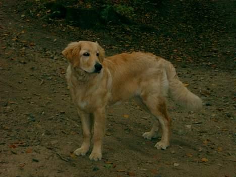 Hovawart Balder - Langben ;) billede 12