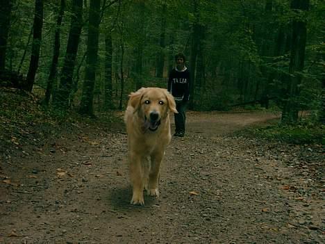 Hovawart Balder - Ulven Balder med de lysende øjne! billede 13