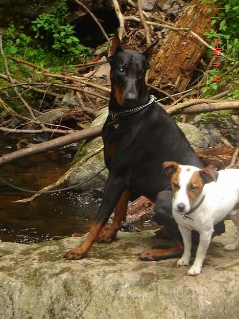 Jack russell terrier jackie - Diablo siger vi skal tage en tur i det kolde bjergvand.... billede 8