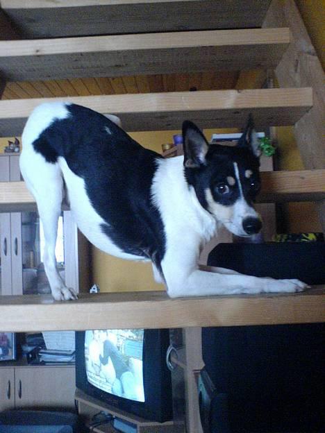 Dansk svensk gaardhund max - jeg er træt , lad mig sove billede 1