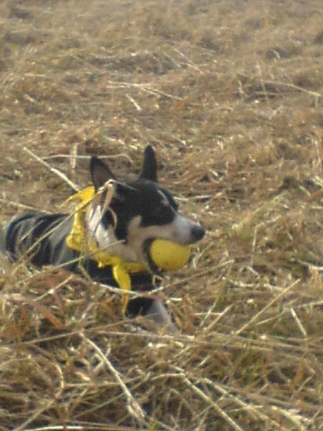 Dansk svensk gaardhund max - ja det tid til have tøj på, fryser  om vinteren billede 2