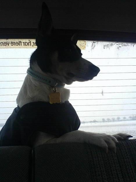 Dansk svensk gaardhund max - prøver se artig ud :) billede 3