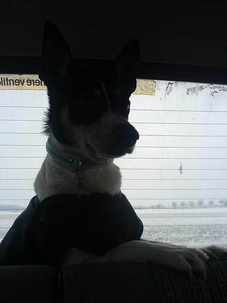 Dansk svensk gaardhund max - her ligger jeg godt i det varme halm hos hesten billede 4