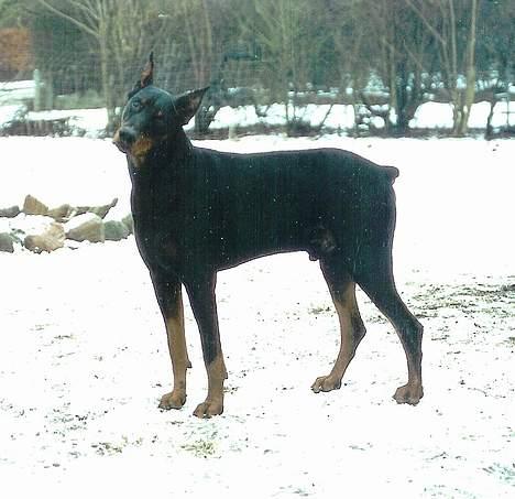 Dobermann Genning's  Baron R.I.P. - Kovo tænker.... Hmmmm.. Har du guffer i lommen??? billede 9