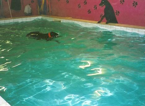 Dobermann Genning's  Baron R.I.P. - HEEEY... KOVO, HAR DU FUNDET VORES LEGETØJ?  Råber Sheila. billede 10