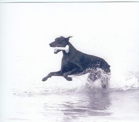 Dobermann Genning's  Baron R.I.P. - Kovo løber fra Jamie....  billede 11