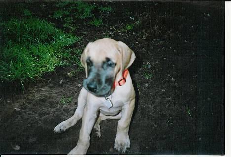 Grand danois **Død**Great Dane's Minie - jeg er faktisk lidt lækker billede 1