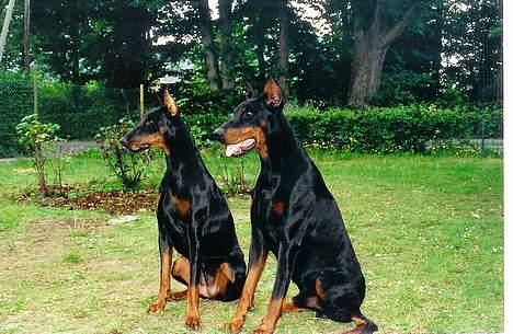 Dobermann Genning's  Baron R.I.P. - Kovo og Jamie... billede 12