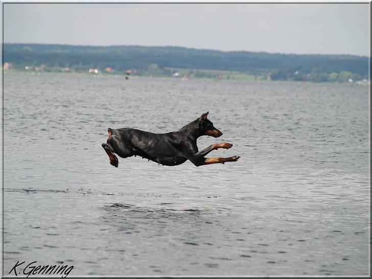 Dobermann Rocky-Dobi Deby R.I.P. - Rocky Dobi-Deby NYT 3/7-2007 billede 11