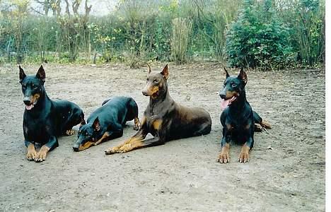 Dobermann Genning's  Baron R.I.P. - Kovo,hans søn Thor,Ronja (Kovo´s "kone") Og Sheila. billede 13