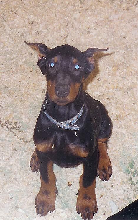 Dobermann Genning's  Baron R.I.P. - Kovo 12 uger gammel. billede 14