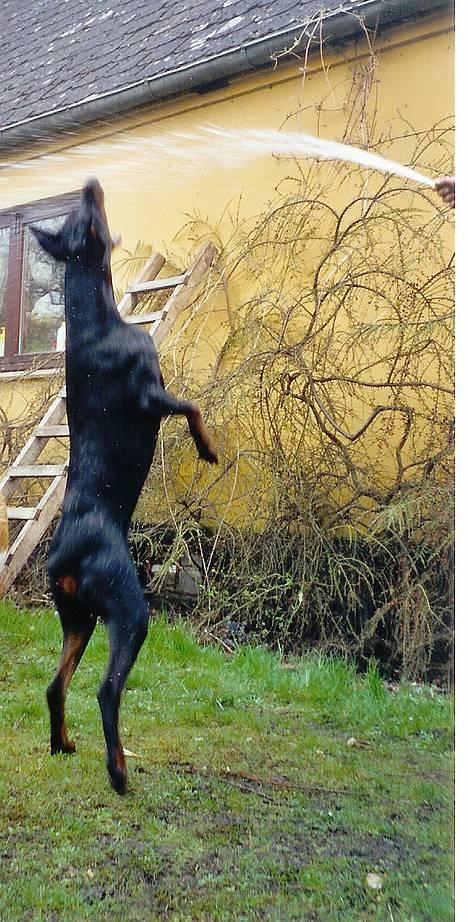 Dobermann Genning's  Baron R.I.P. - Kovo hopper efter vandet. billede 15
