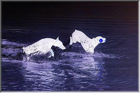 Dobermann Genning's  Baron R.I.P. - Kovo og Jamie på stranden billede 16