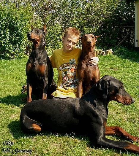 Dobermann Carina Al-Bet R.I.P. - Min smukke søn, Patrick med vores 3 tøzer. billede 8