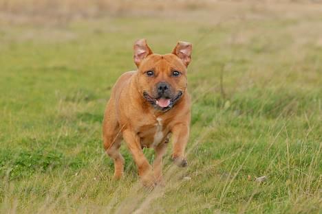 Staffordshire bull terrier "Honey" R.I.P - *NYT 12/11* billede 15