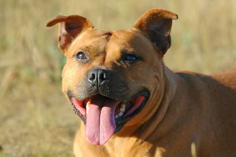 Staffordshire bull terrier "Honey" R.I.P - *nyt 25juli*  billede 16