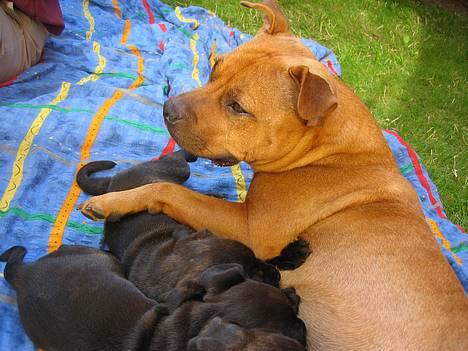 Staffordshire bull terrier "Honey" R.I.P - Honey første kuld med Smiley, Deebo og Fever billede 17