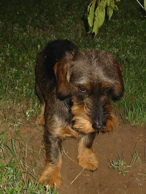 Gravhund Søkrogens Rafiki RIP - Øhh...nej... det er ikke mig der har lavet det store hul... billede 13