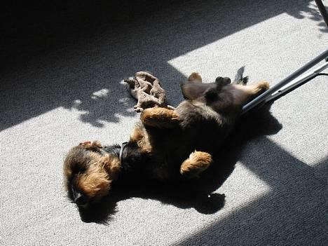 Gravhund Søkrogens Rafiki RIP - pyyyh! Vi er blevet helt flade af alt det havearbejde... især Rotte... billede 14